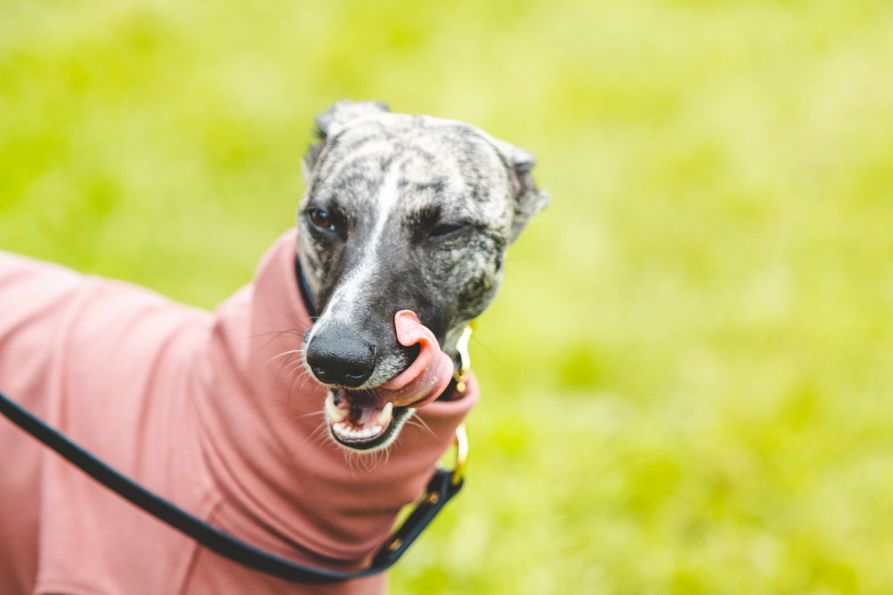 Website-Goodwoof2024_KirstyJayneRussell-200.jpg