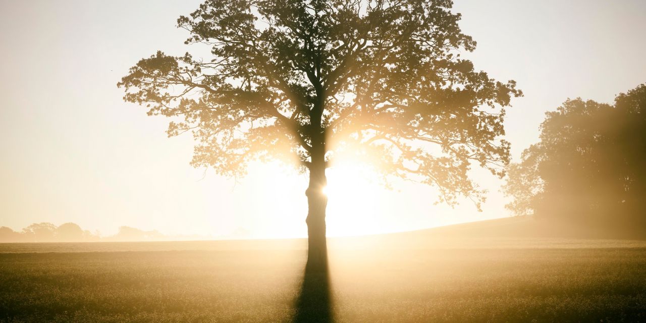 GOODWOOD ESTATE PROJECT..STARTED IN 2019, COMMISSIONED BY DR