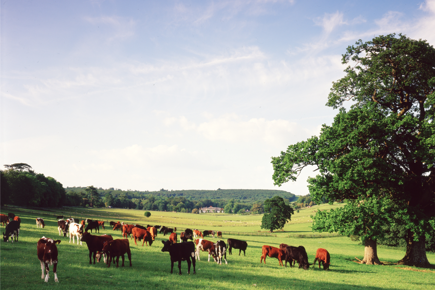 GAF Website images.png