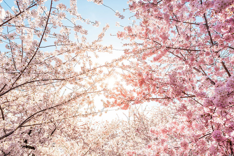 cherry-tree-canopy.jpg
