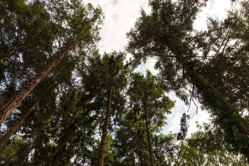 tree-canopy-goodwood-art-foundation.jpg