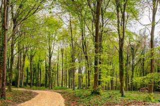 gaf-25-woods.jpg