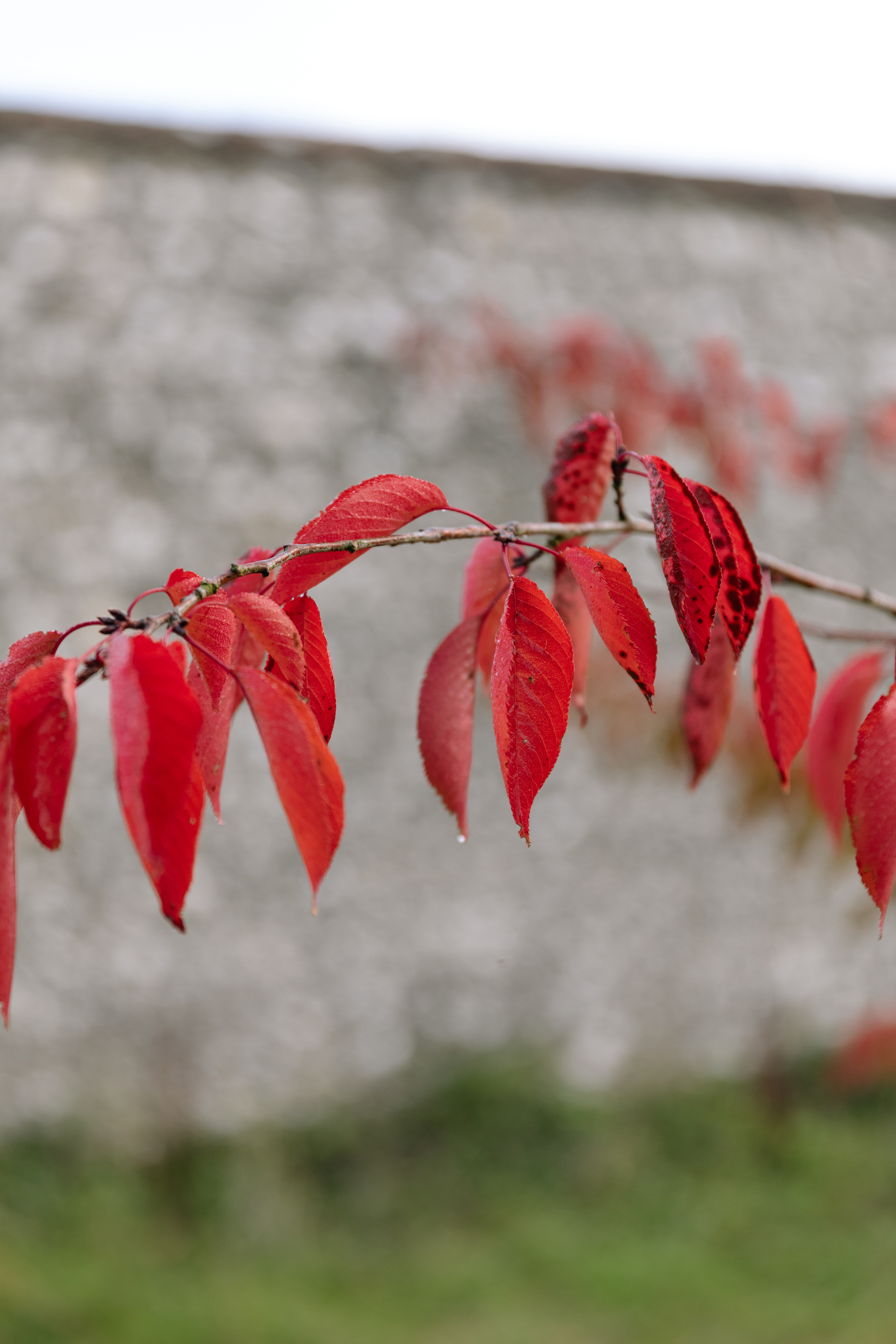 LANDSCAPE-TEST-Goodwood-Arts-Foundation-Maria-Bell-Photography-copyright-37.jpg