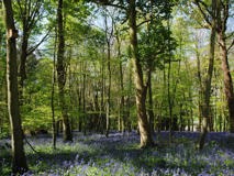 goodwood-art-foundation-bluebells.jpg