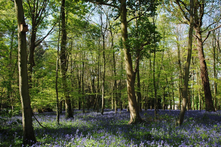 goodwood-art-foundation-bluebells.jpg