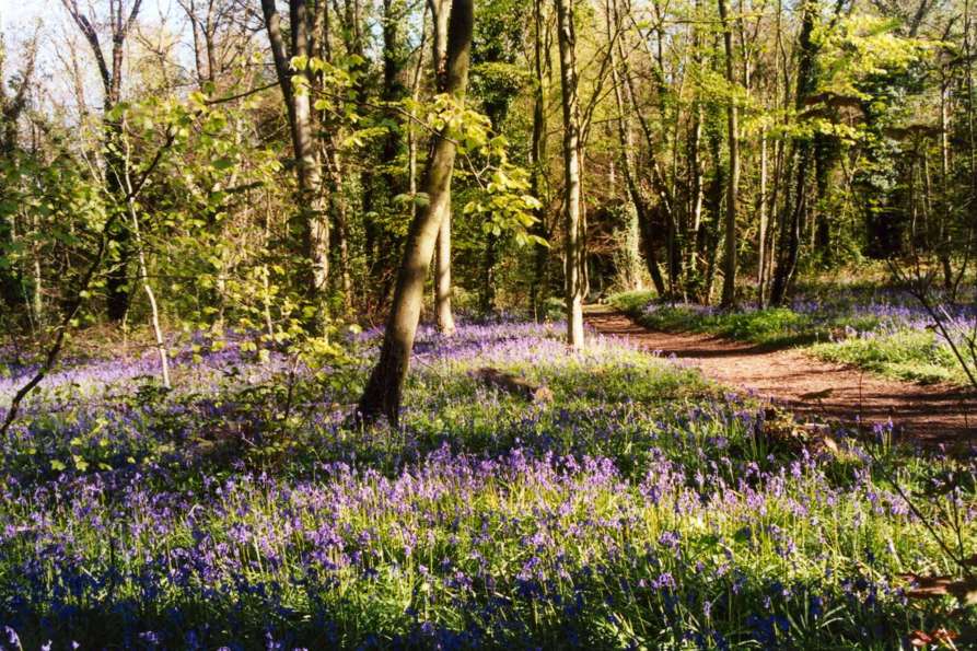 bluebells-5.jpg
